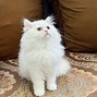 Image result for Werewolf Persian Cat