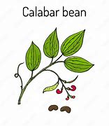 Image result for Calabar Forest