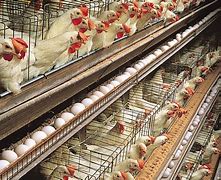 Image result for Chicken Poultry