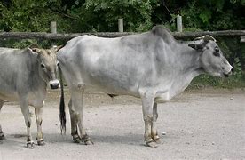 Image result for Bos Taurus Male