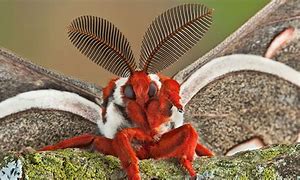 Image result for Giant Red Moth