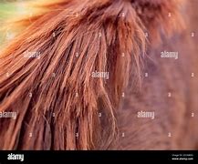 Image result for Red Mane Horse Mrade