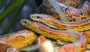 Image result for corn snake morphs