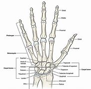 Image result for Hamate Bone