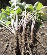 Image result for Burdock Root Onigiri