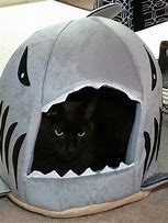 Image result for Black Cat Shark