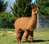 Image result for Alpaca Animals Facts