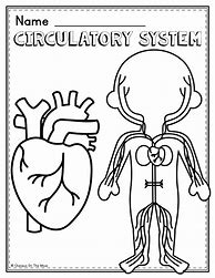 Image result for Human Circulatory System Worksheet