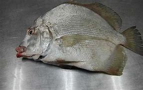 Image result for Ikan Daun