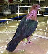 Image result for Archangel Pigeon