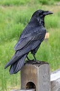 Image result for Most Graceful Raven in the World