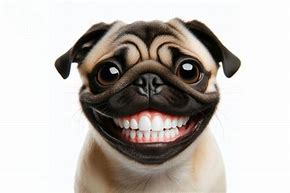 Image result for Pug Teeth Smile