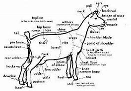 Image result for Boer Goat Anatomy