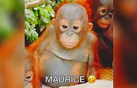 Image result for Maurice Monkey