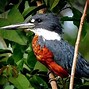 Image result for Birds That Start with K