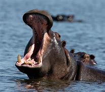 Image result for Hippo Yawn