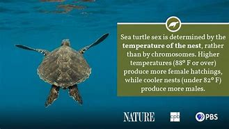 Image result for Sea Turtle Fact Sheet