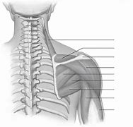 Image result for Back and Arm Muscle Diagram