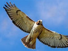 Image result for Bird Hawk Animals