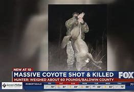 Image result for Alabama Coyote