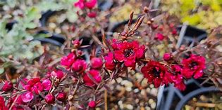 Image result for Burgundy Shrubs