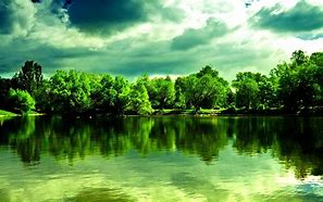 Image result for Green Forest in Country Picture