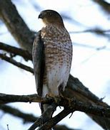 Image result for Cooper's Hawk Ohio