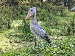 Image result for Image of Shoebill