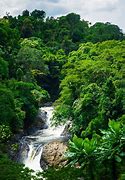 Image result for Calabar Forest