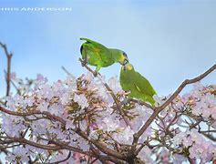 Image result for Parrot Love Birds