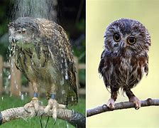 Image result for Sad Wet Owl