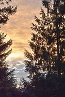 Image result for PNW Trees