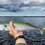 Image result for Bullseye Mackerel