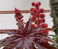 Image result for Ricinus Zanzibarensis