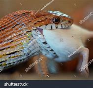 Image result for Snake Eating Mice