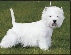 Image result for White Big Terrier