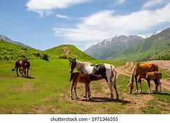 Image result for Horse Nursing