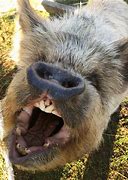 Image result for Peppa Pig Open Mouth