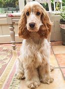 Image result for Brown English Cocker Spaniel