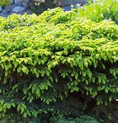 Image result for Evergreen Bush