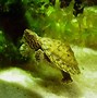 Image result for Aquatic Turtles