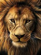 Image result for Lion Portrait Drawing