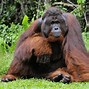 Image result for Ape Species List