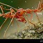 Image result for Scary Ant Face