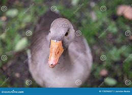 Image result for Cam Duck Camera