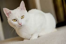 Image result for White Cat Symbol