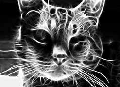 Image result for Grey Cat Wallpaper