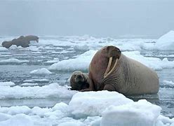 Image result for Walrus Baby Pics