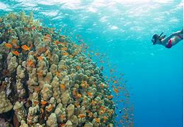 Image result for Hawaiian Snorkeling