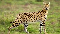 Image result for Serval as a Pet